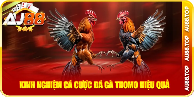 Kinh nghiệm cá cược đá gà thomo hiệu quả